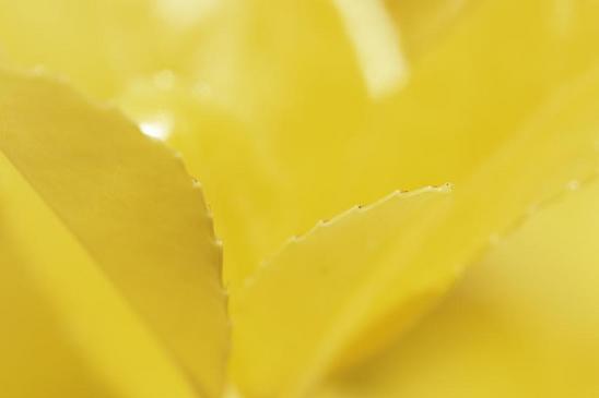 4.黄色の名前不明の花a.JPG