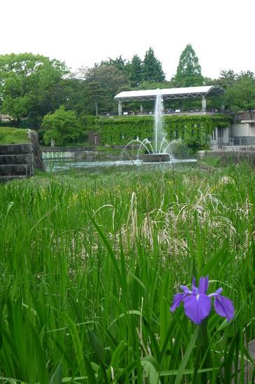 6.京都植物園前の噴水a.JPG