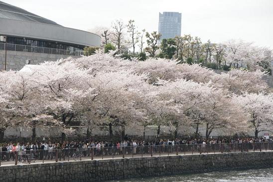大阪城の桜2.JPG